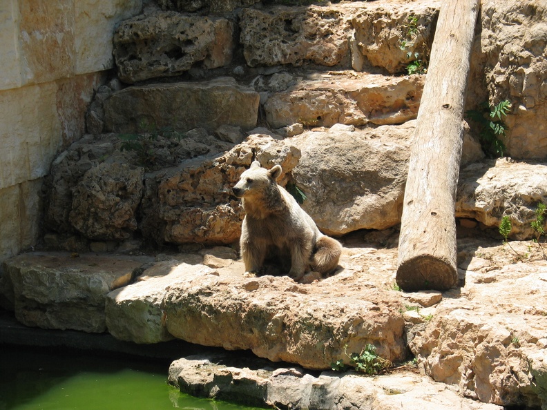 Zoo 031
