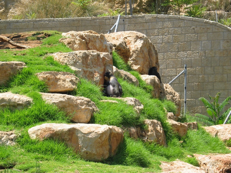 Zoo 041