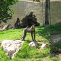 Zoo 042