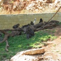 Zoo 043.jpg