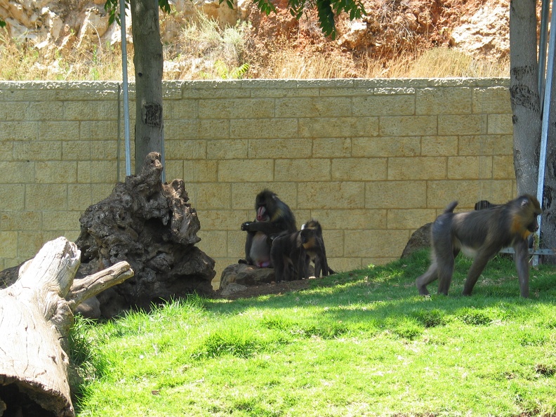 Zoo 047.jpg