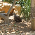Zoo 049.jpg