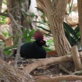 Zoo 056.jpg