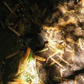 Zoo 057.jpg