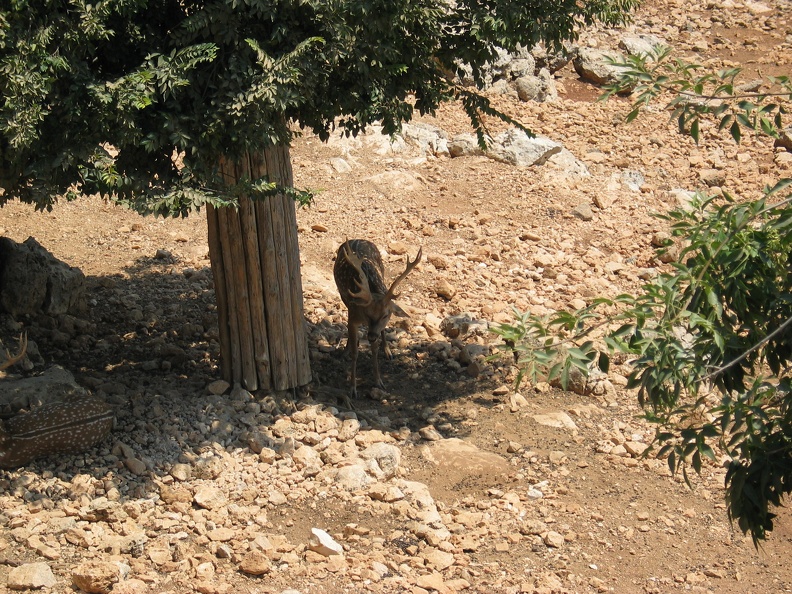 Zoo 066.jpg