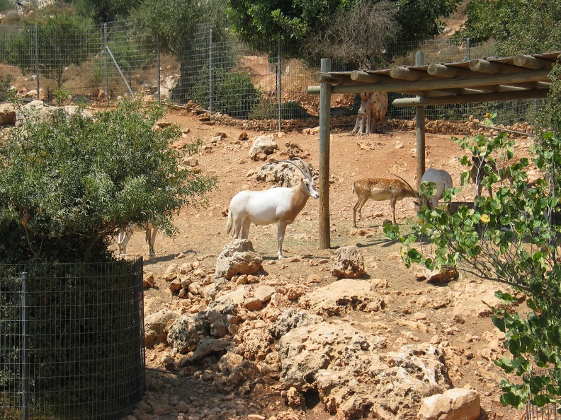 Zoo 072.jpg