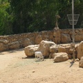 Zoo 078.jpg
