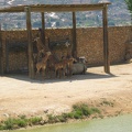 Zoo 081.jpg