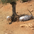 Zoo 087.jpg