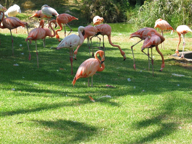 Zoo 110.jpg