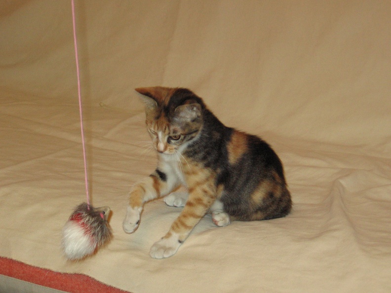 Kitten 014