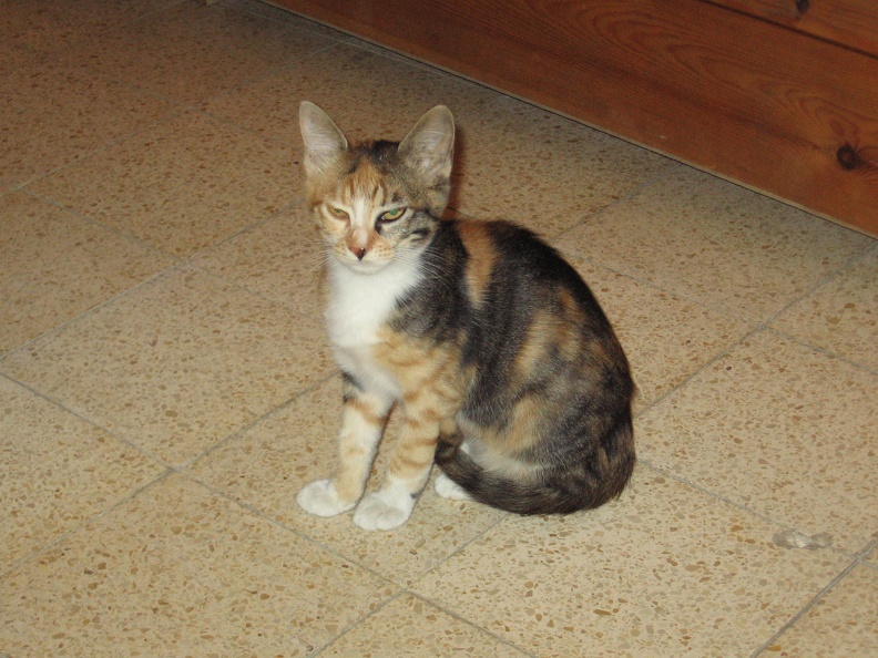Kitten 020