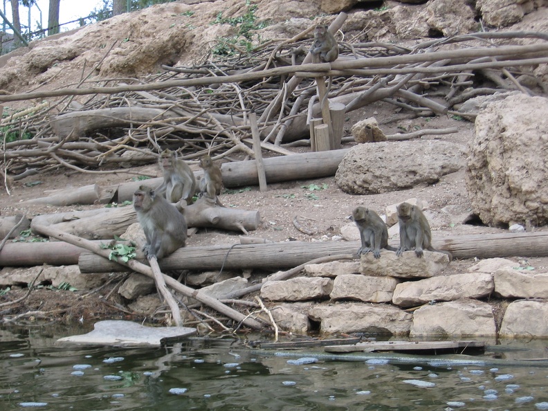 Monkeys 011
