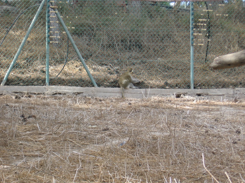 Monkeys 021