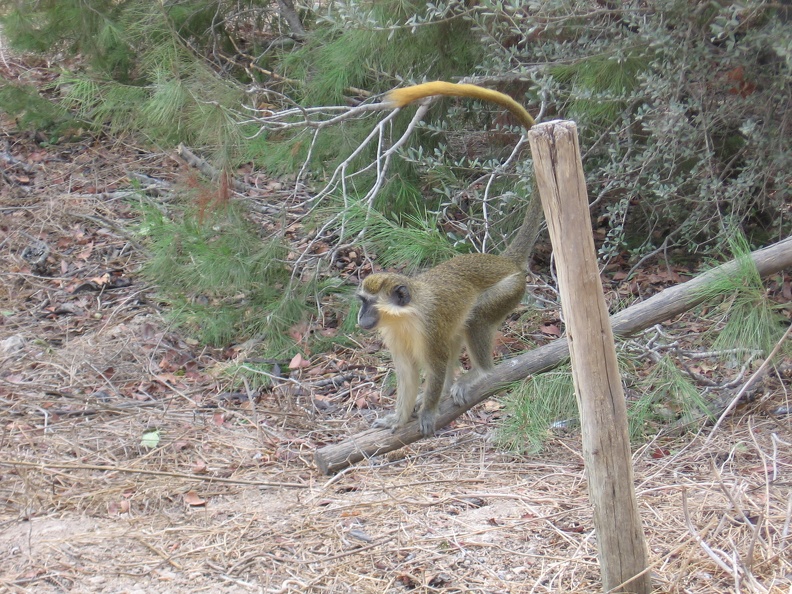 Monkeys 020