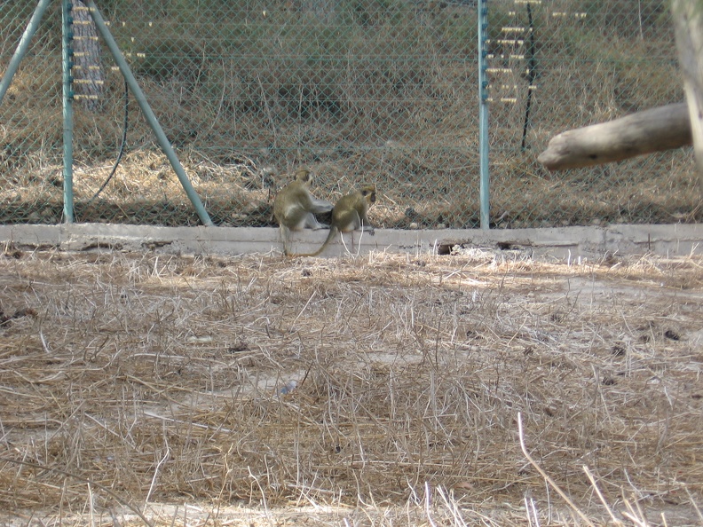Monkeys 024