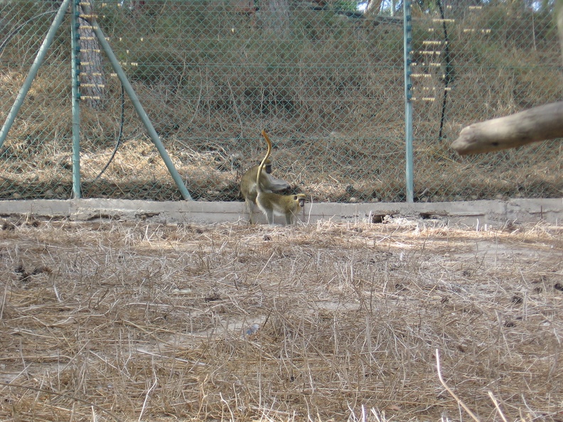 Monkeys 023