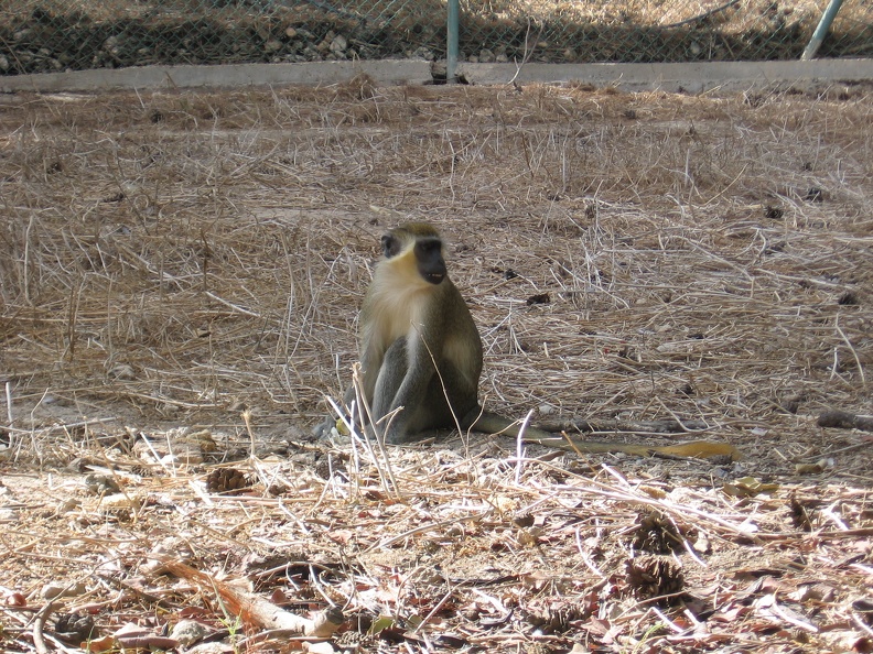 Monkeys 025