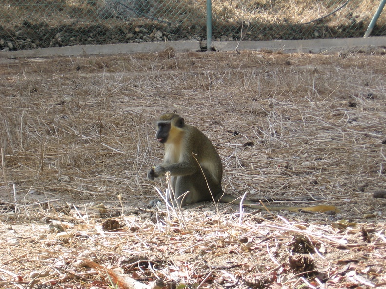 Monkeys 026