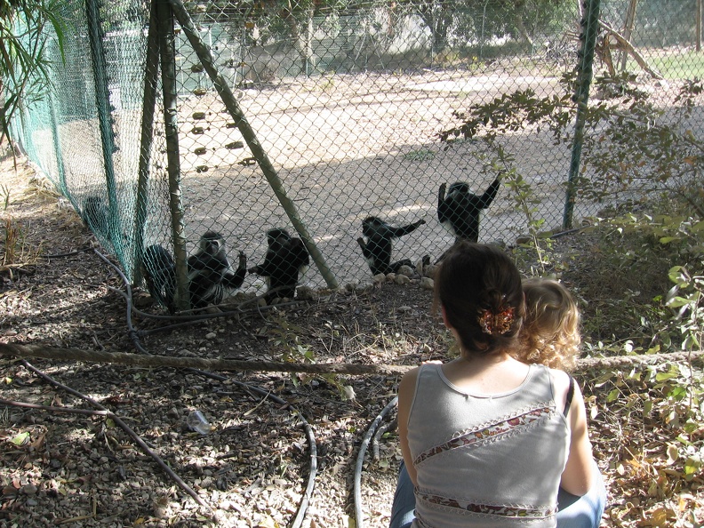 Monkeys 031