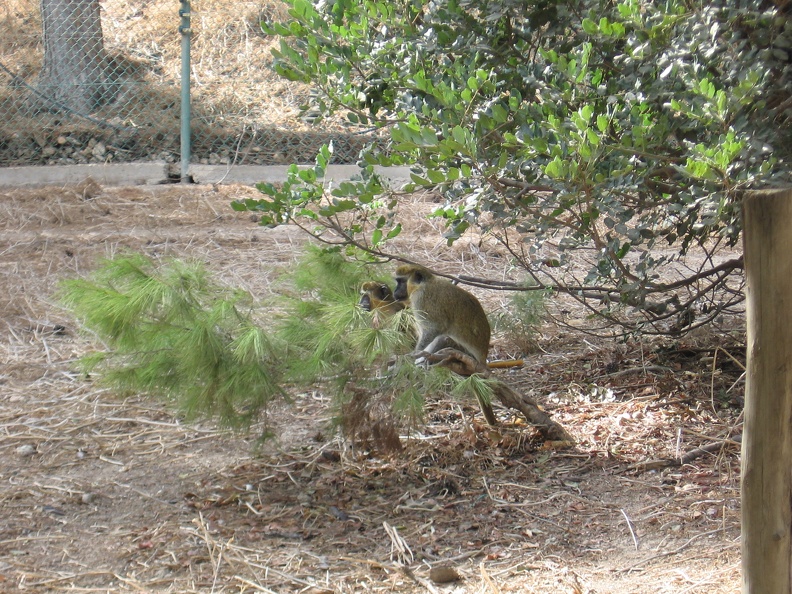 Monkeys 027