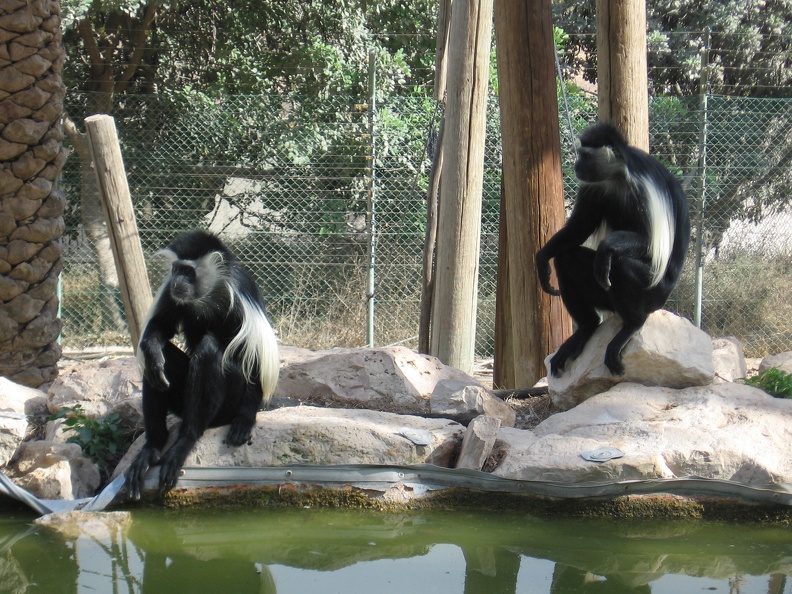 Monkeys 036