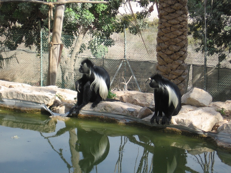 Monkeys 037