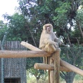 Monkeys 056