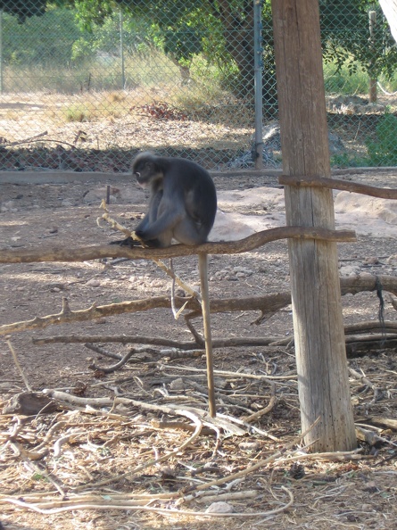 Monkeys 062
