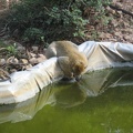 Monkeys 065