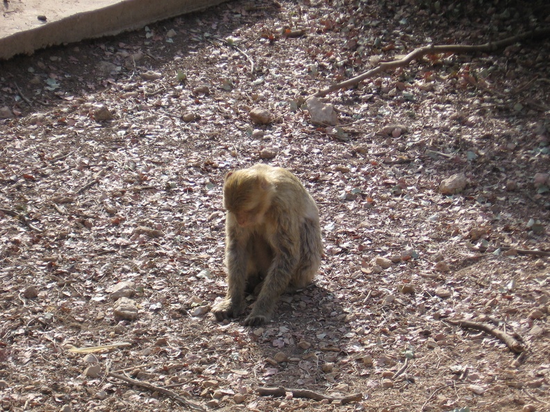 Monkeys 067