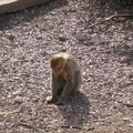 Monkeys 067