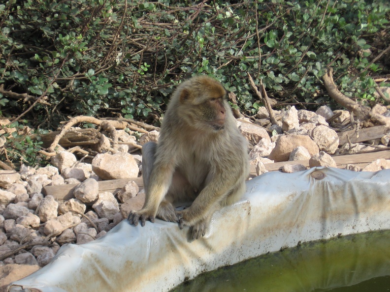 Monkeys 066
