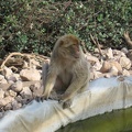 Monkeys 066