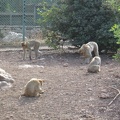 Monkeys 069