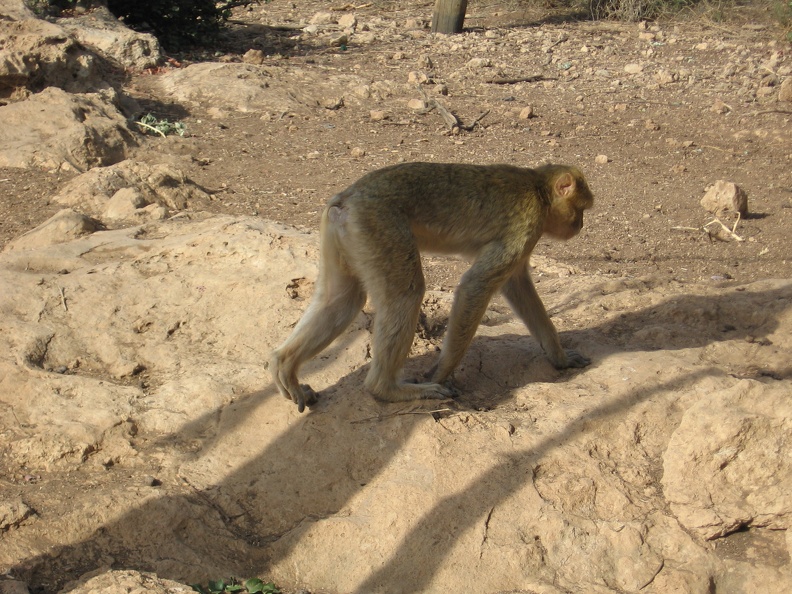 Monkeys 072