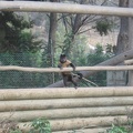 Monkeys 078