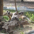 Monkeys 082