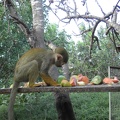 Monkeys 086