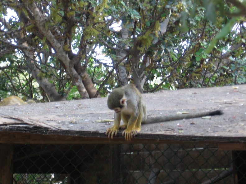 Monkeys 101