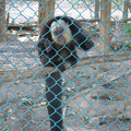 Monkeys 103
