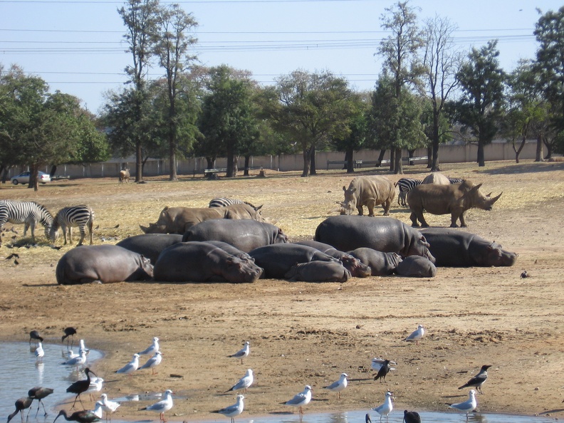 Safari 007