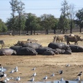 Safari 007