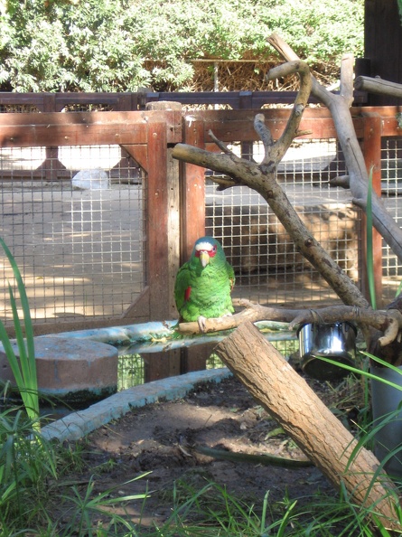 Safari 022