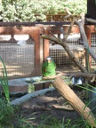 Safari 022