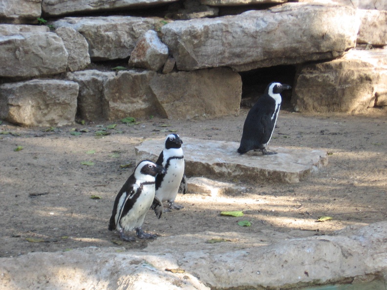 Safari 045