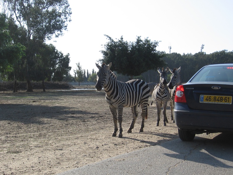 Safari 048