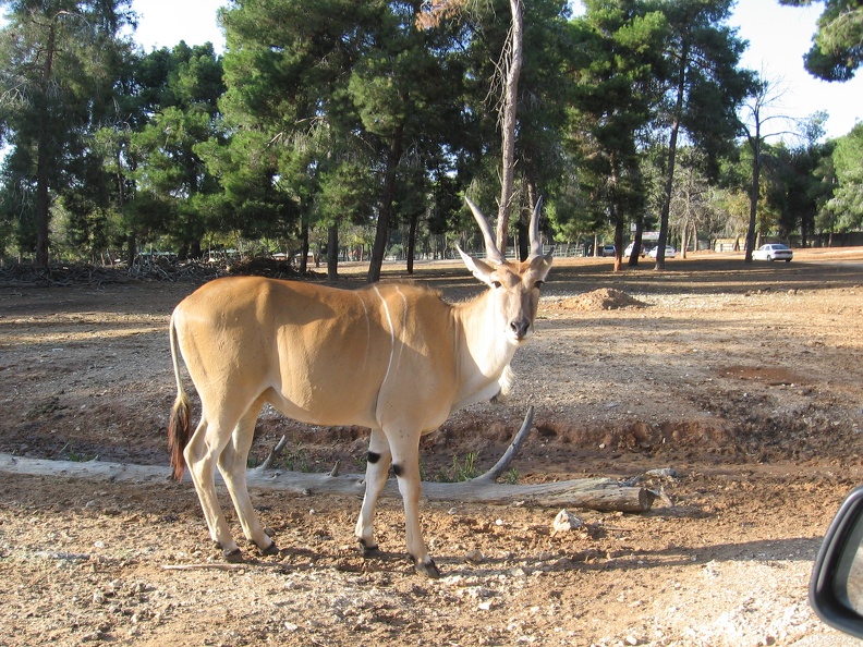 Safari 065