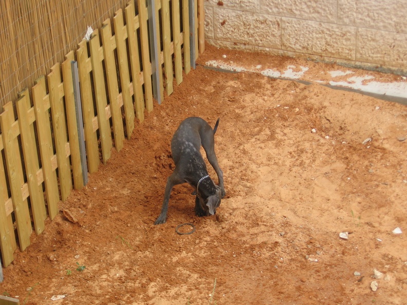 Dog 001