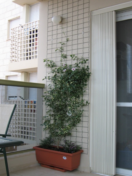 Flower Wall